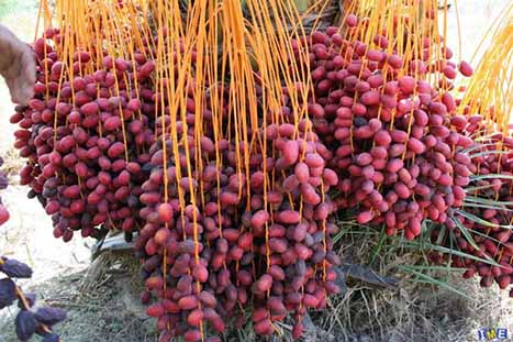 خوزستان ایستاده بر بام صادرات خرما با پیش‌بینی صادرات ۹۰ هزار تن