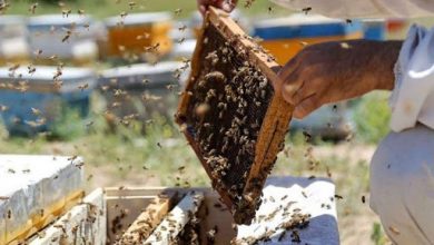 رشد میزان تولید عسل در زنبورستانهای شهرستان اهر