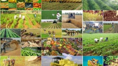 سهم تولید ناخالص زنجان در بخش کشاورزی بالاتر از میانگین کشوری است