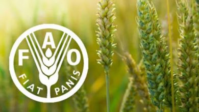 سی و پنجمین کنفرانس منطقه‌ای فائو برگزار می شود