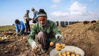 سیب‌زمینی‌کاران در برداشت محصول عجله 12نکنند
