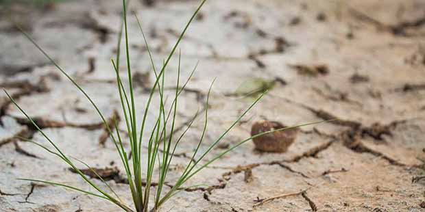 شوری خاک، کشاورزی خراسان شمالی را تهدید می‌کند