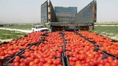 صف طولانی، صدای گوجه‌کاران اسدآبادی را درآورد