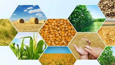 ضربه سهمگین سیاستهای لیبرالی اقتصادی بر پیکره کشاورزی ایران
