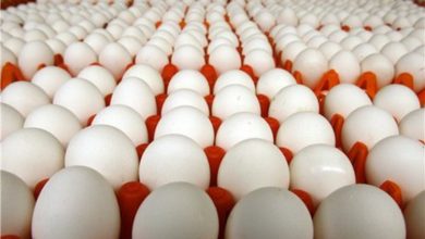 قیمت مصوب تخم مرغ شانه ای ۲۶ هزار تومان شد