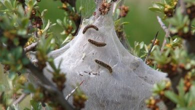 مبارزه به موقع با آفات و جلوگیری از شیوع بیماری های گیاهی در باغات شهرستان اهر