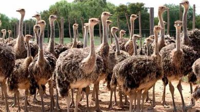 پرورش شترمرغ در هرمزگان