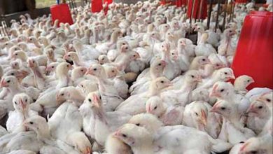 پرورش مرغ در گلستان یک مزیت است111