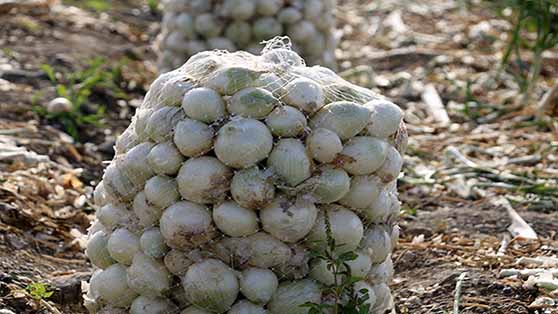 پیاز کار نمونه بجنوردی موفق به برداشت ۱۳۴ تن محصول شد