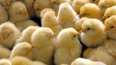 کاهش جوجه ریزی به دلیل تامین نشدن نهاده طیور