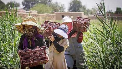 کسب و کارهای زنان روستایی آموزش دیده بر اساس الگوی LNSIE مورد پایش قرار گرفت