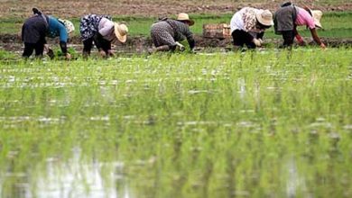 ۱۰۹ هزار هکتار شالیزارهای مازندران زیر کشت دوم رفت