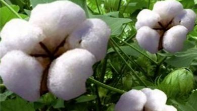 ‌بررسی دلایل کاهش کشت پنبه در کشور