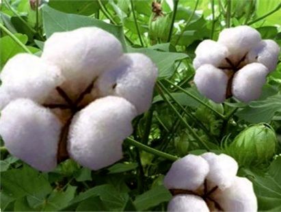 ‌بررسی دلایل کاهش کشت پنبه در کشور