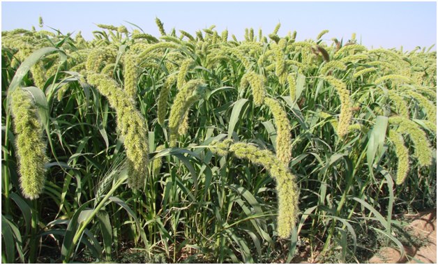 آغاز برداشت ارزن دانه‌ای در شهرستان سربیشه