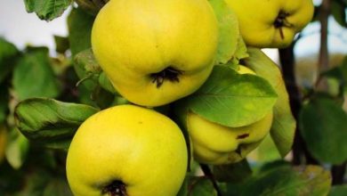 آغاز برداشت محصول بِه در فلاورجان