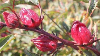 آغاز برداشت چای ترش در رامهرمز