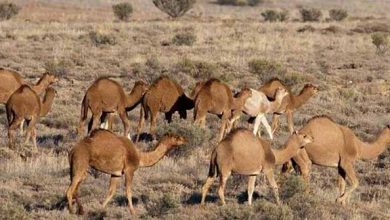 استقبال از پرورش شتر در استان هرمزگان