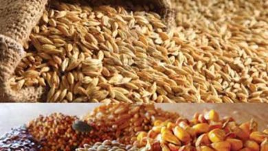 اسرار مالی خوراک دام و طیور3526