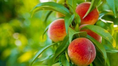 اصول هرس درخت هلو