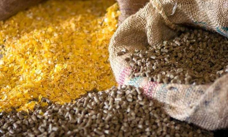 بازار سیاه نهاده‌های دامی همچنان داغ است