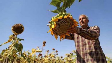 برداشت آفتابگردان آجیلی در شهرستان قاینات