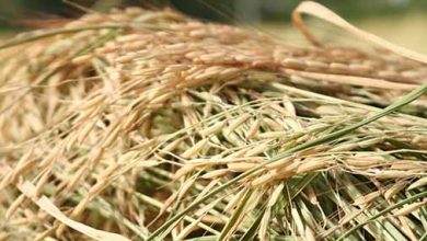 برداشت برنج در شهرستان سیروان آغاز شد