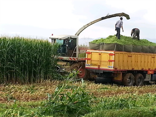 برداشت ذرت علوفه‌ای در مزارع مریوان آغاز شد