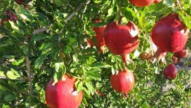 برداشت ۴۵۶ هزار تن از محصولات باغی زنجان