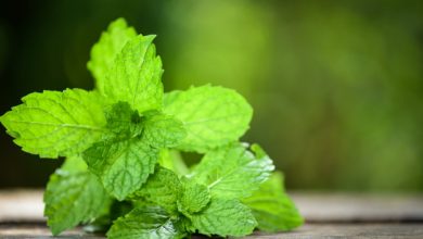 برداشت ۸۵۰ تن نعناع تر از مزارع بجستان