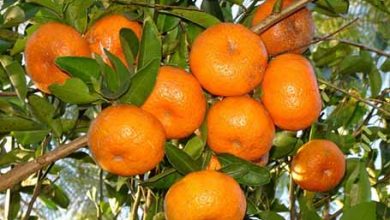 توصيه های هواشناسی کشاورزی از تاريخ 16 مهر لغايت 20 مهر 99