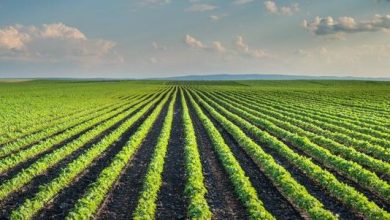 توصيه های هواشناسی کشاورزی از تاريخ 27 مهر لغايت 30 مهر 99