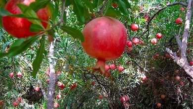 تولید سالانه ۱۷ هزار تن انار در باغات شهرستان باغملک