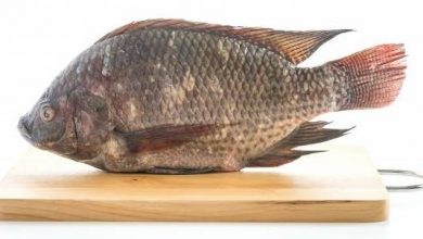 تولید ۵٠٠ تن ماهی تیلاپیا در ۴ استان کشور