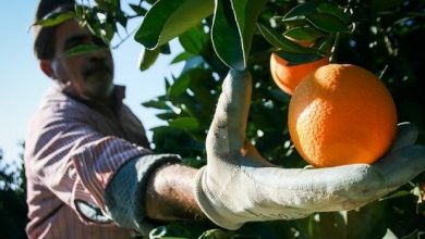 خروج باغداری مازندران از دسترس رویاپردازی دلالان