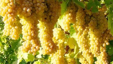 راندمان تولید انگور در باغات استان افزایش می یابد