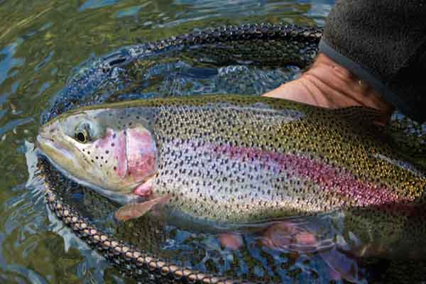 زنگ خطر تعطیلی پرورش ماهی قزل‌آلا در مازندران به صدا در آمد