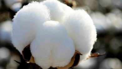 سیاهی روزگار طلای سفید در ترشیز