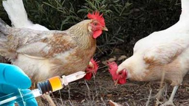 شناسایی ۱۰۰۰ نقطه کانون بیماری آنفلوآنزای فوق حاد پرندگان در کشور