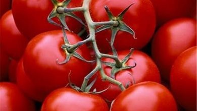 ضرورت توسعه زنجیره‌های ارزش کشاورزی قراردادی محصول گوجه فرنگی