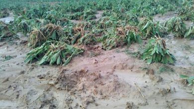 ضرورت پیش‌آگاهی برای جلوگیری از خسارات در بخش کشاورزی152