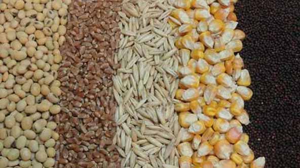 ضعف سامانه بازارگاه باعث ایجاد فساد در توزیع خوراک دام می‌شود