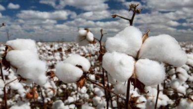 فارس، نگین تولید پنبه در ایران