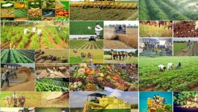 فعالیت ۲۱۷ تشکل بخش کشاورزی در خراسان جنوبی برای افزایش بهره‌وری
