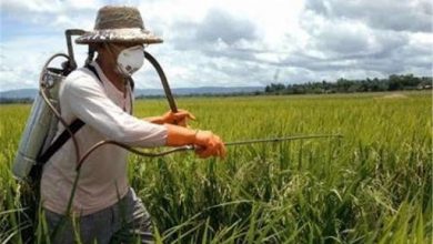 مصرف سموم در ایران کمتر از میانگین جهانی