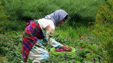 نقش روستا و روستاییان کشور در توسعه و رشد اقتصادی بخش کشاورزی