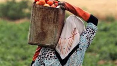 نقش و تأثیر زنان روستایی در بهبود وضع کشاورزی