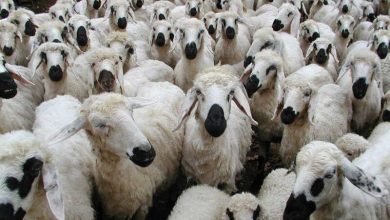 ٣ میلیون راس دام روی دست دامداران مانده و خریدار ندارد2152