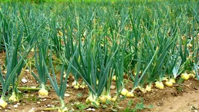 پیازکاران جنوب کرمان در کشت بهاره مطابق برنامه عمل کنند