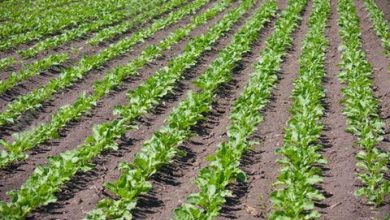 پیش‎‌بینی تولید ۵ میلیون تن چغندرقند بهاره